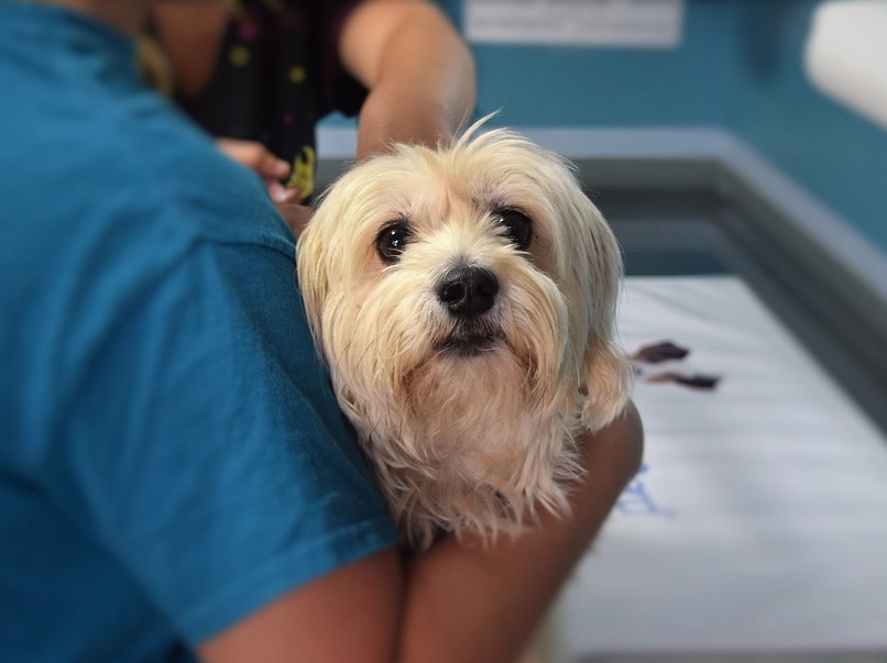 Dog Miscarriages Shih Tzu Expert