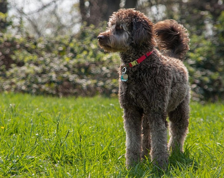 Best Dog Clippers for Labradoodles Shih Tzu Expert