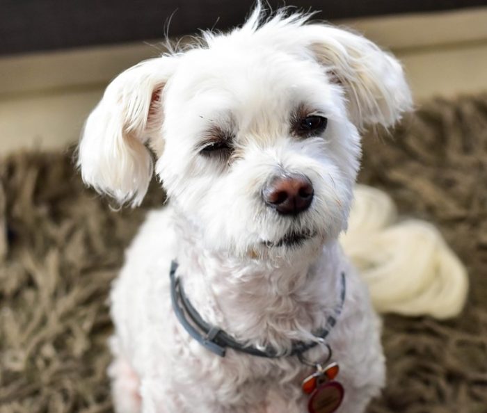 How to Secure Pet Doors from Intruders Shih Tzu Expert