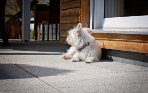 How to Cool a Dog House in the Summer
