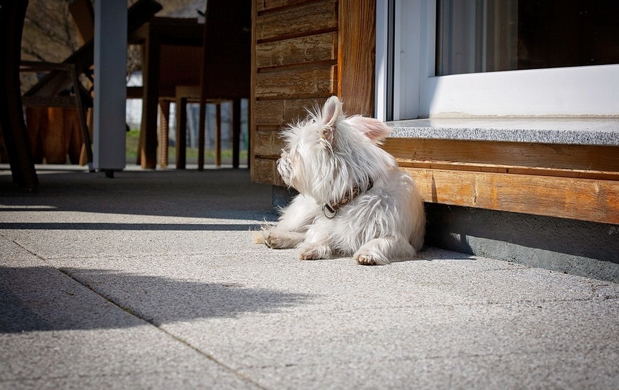 Best Dog Houses for Hot Climates [For Summer or Hot Weather]