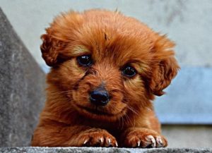 Puppy’s Haircut