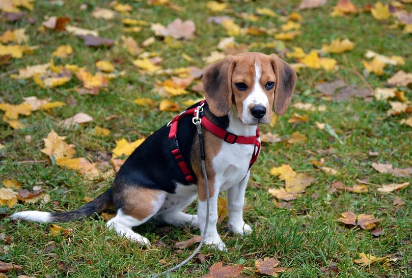 Best Deodorizing Dog Shampoo Shih Tzu Expert