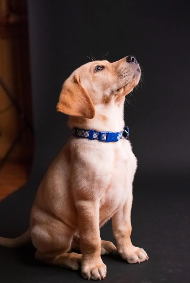 E-collar vs Shock collar [Which is best for your Pup?]