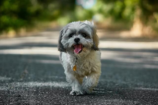 are poodles compatible with shih tzus