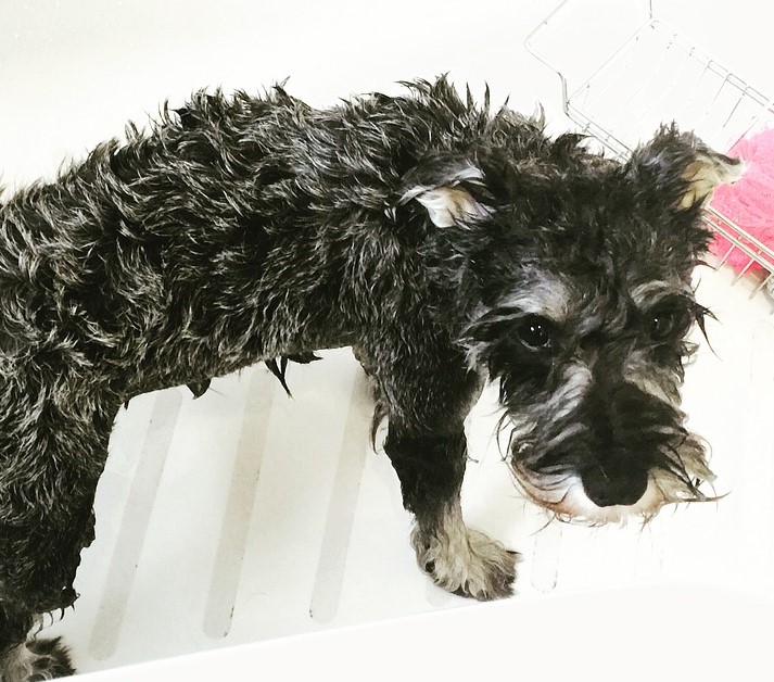 Best Dry Shampoo for Dogs