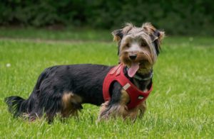 The Best Yorkie Harness