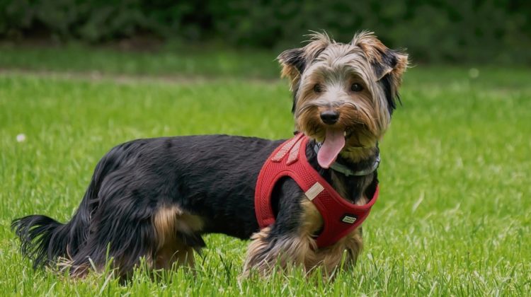 The Best Yorkie Harness