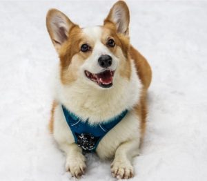 Best Harness For Corgi