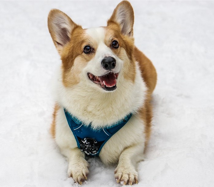 Best Harness For Corgi