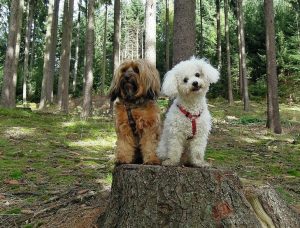 How to Clean, Bathe & Groom a Female Dog in Heat