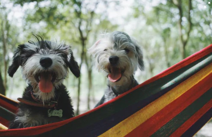Miniature Australian Shepherd Shih Tzu mix