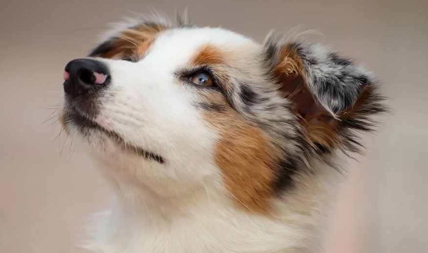 Andis Pulse ZR II 5Speed Detachable Blade Clipper Shih Tzu Expert