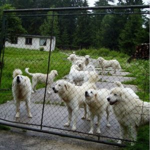 Best Electric Fence Chargers for Dog Fences
