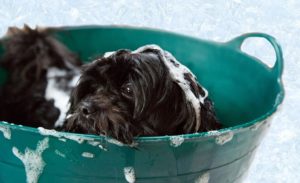 Best Shampoo for Dogs with Fleas and Ticks