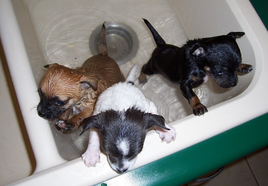 Best Dry Shampoo for Dogs Shih Tzu Expert