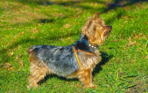 Necessary Features for Yorkies Harnesses