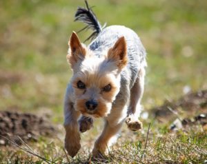  Tips for Keeping your Yorkie’s Coat Clean & Healthy