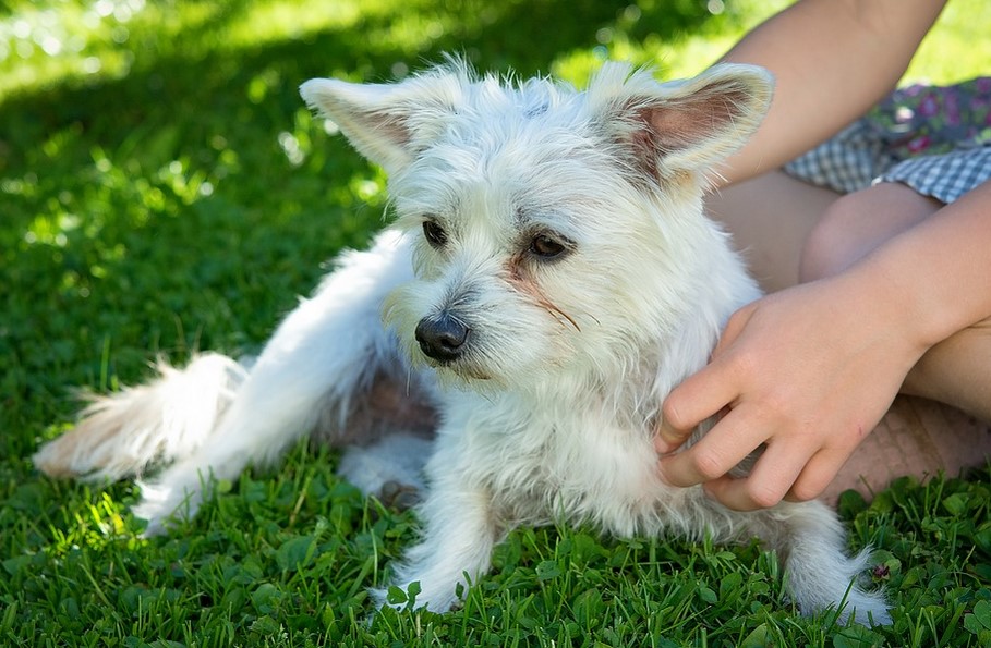 Shih Tzu Yorkie mix (Shorkie Tzu) - Shih Tzu Expert