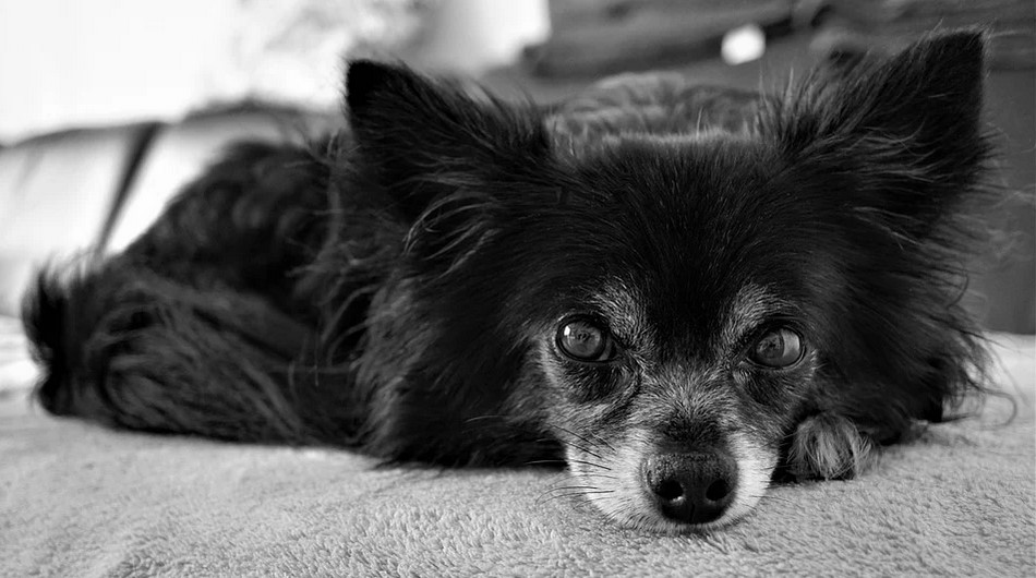 Andis Pulse ZR II 5Speed Detachable Blade Clipper Shih Tzu Expert