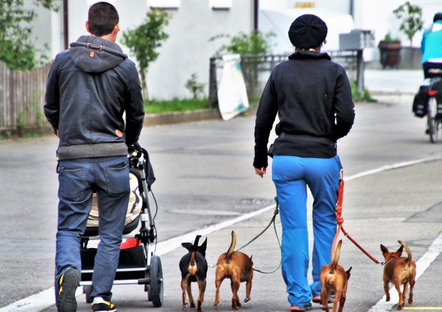 The Best Dog Strollers for Bulldogs Shih Tzu Expert