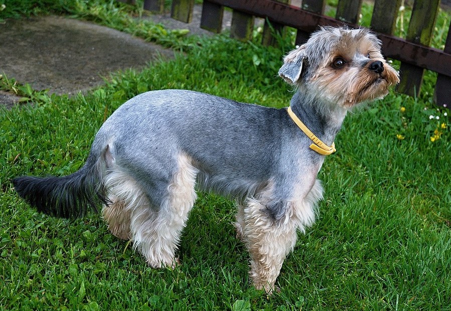 Best Electric Fence Chargers for Dog Fences Shih Tzu Expert