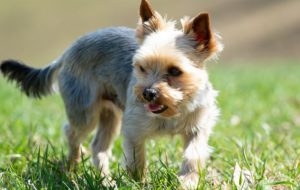 Different Types of Yorkie Shampoo 