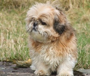 Silky Terrier Shih Tzu mix (Silky Tzu)