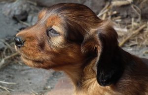 Dachshund Shih Tzu mix (Schweenie)