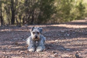 Shih Tzu Yorkie mix (Shorkie Tzu)