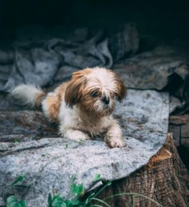 American Rat Terrier Shih Tzu mix (Ratshi Terrier)