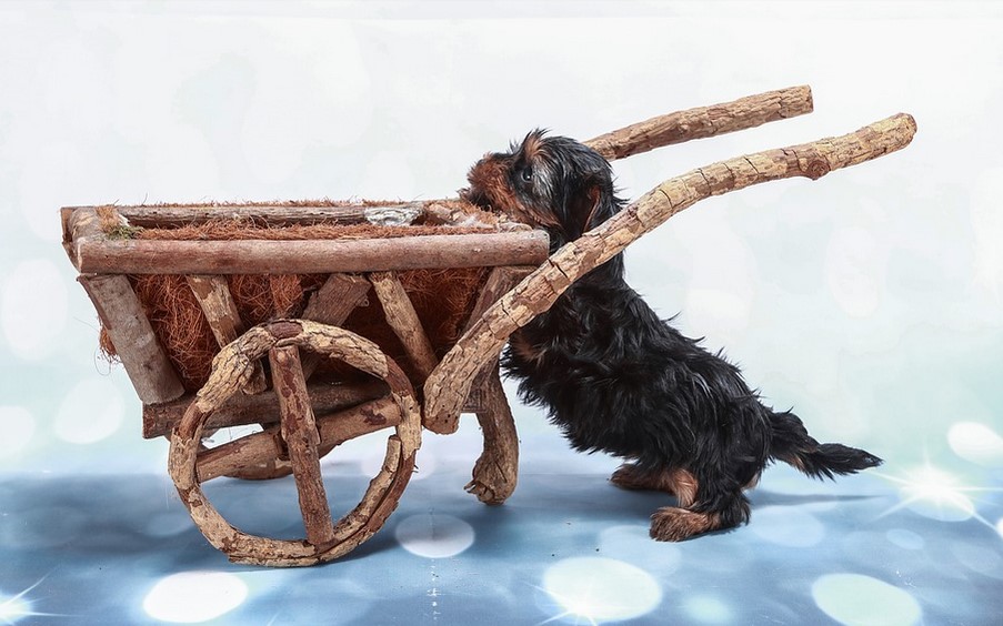 The Best Dog Strollers for Bulldogs Shih Tzu Expert