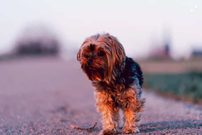 The Shih Tzu Wire Fox Terrier Mix (Fo-Tzu)