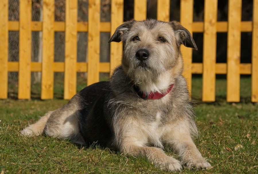 Best Electric Fence Chargers for Dog Fences Shih Tzu Expert