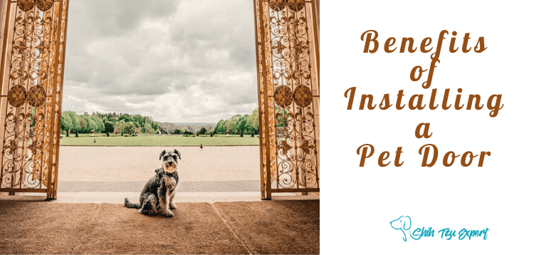 Benefits of Installing a Pet Door (1)