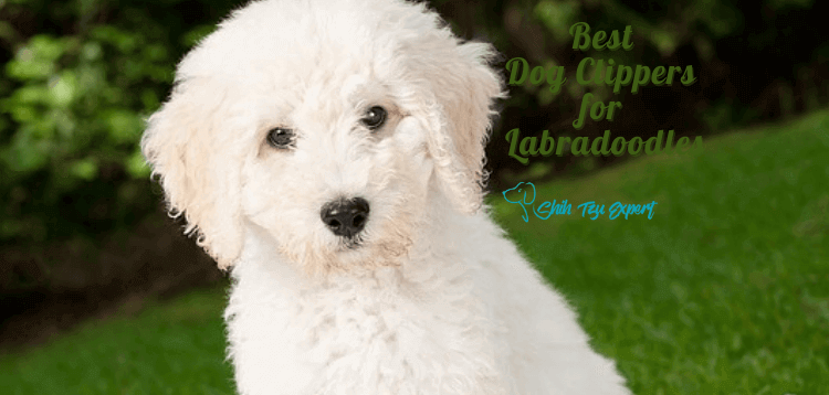 Best Dog Clippers for Labradoodles