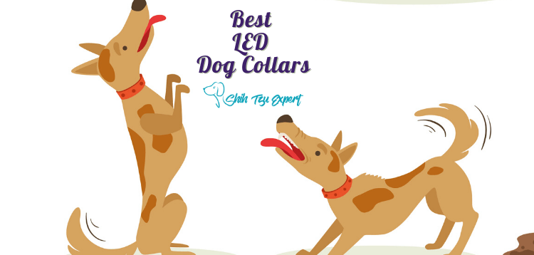 Best LED Dog Collars (1)