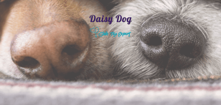 Daisy Dog AKA Teddy Bear Poo