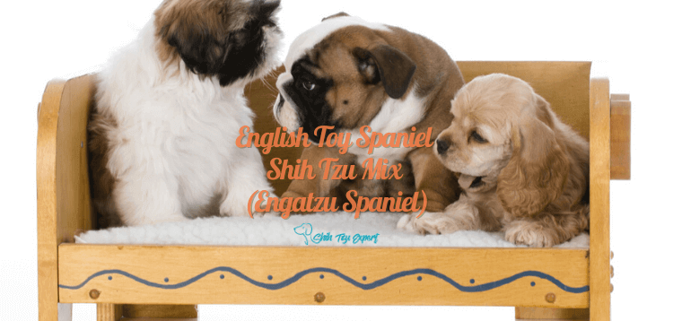 English Toy Spaniel Shih Tzu Mix (Engatzu Spaniel)