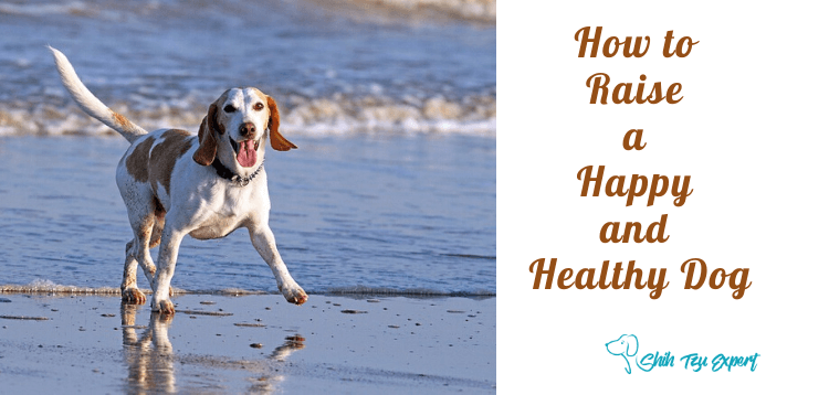 How to Raise a Happy and Healthy Dog (1)