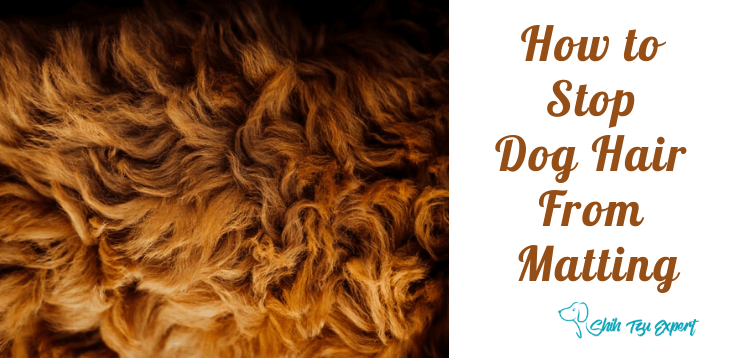 How to Stop Dog Hair From Matting (1)