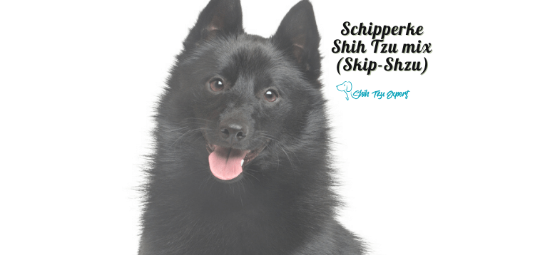 Schipperke Shih Tzu mix (Skip-Shzu) (1)