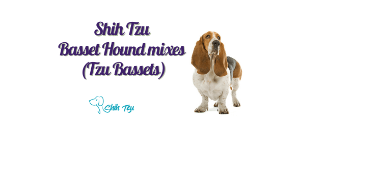 Shih Tzu Basset Hound mixes (Tzu Bassets) (1)