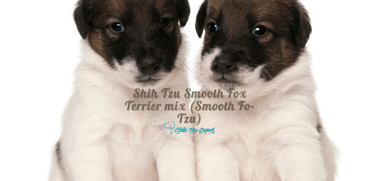 Shih Tzu Smooth Fox Terrier mix (Smooth Fo-Tzu)