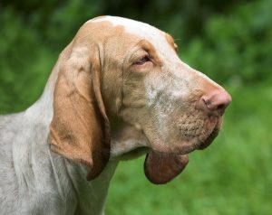 Bloodhound Mixes