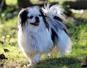 Japanese Chin Shih Tzu mix (Jatzu)