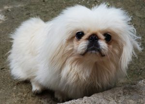 Grooming Tubs and Tables