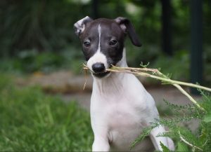 Italian Greyhound Shih Tzu Mix: Italian Tzu