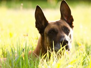 Personality and Temperament of a German Malinois Mix