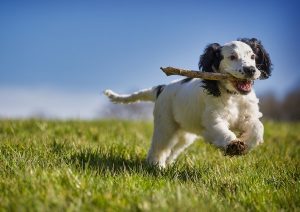 Brittany Spaniel Mixed Breeds